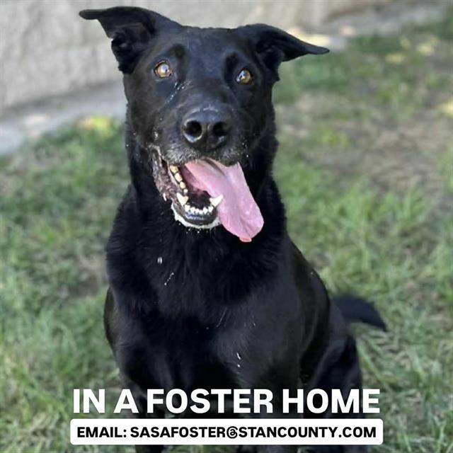 BALDWIN, Adoptable, Adult Male Labrador Retriever.