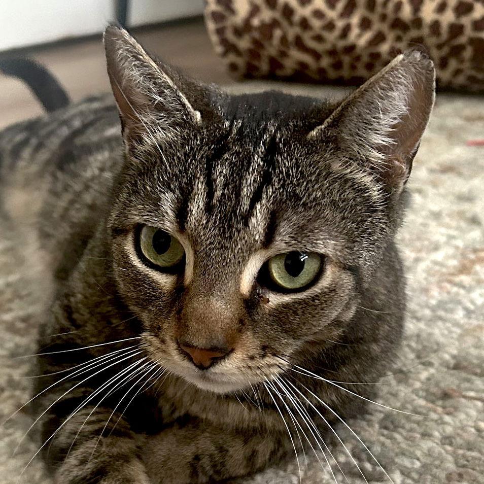 Enlarge Logan (Courtesy Post), a Adoptable Domestic Short Hair in San Jose, CA image 1/3