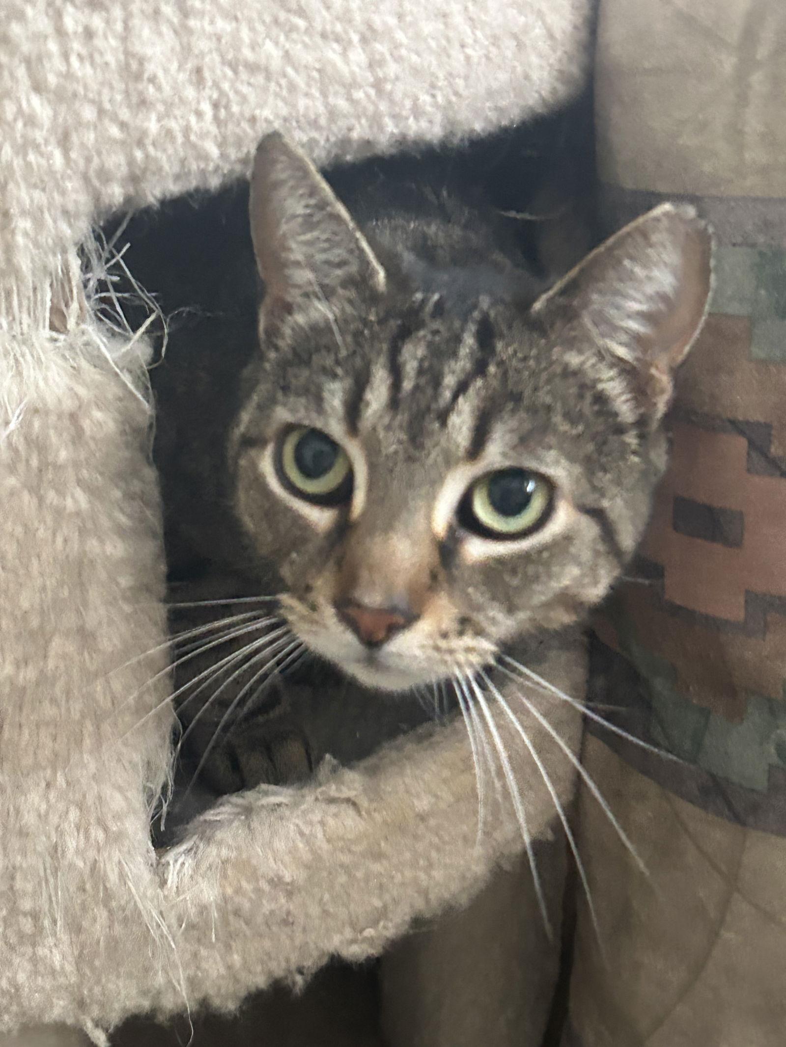 Enlarge Logan (Courtesy Post), a Adoptable Domestic Short Hair in San Jose, CA image 2/3