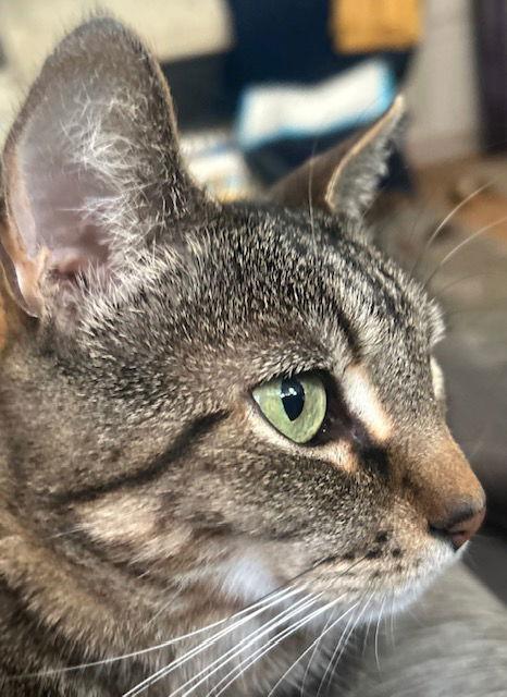 Enlarge Logan (Courtesy Post), a Adoptable Domestic Short Hair in San Jose, CA image 3/3