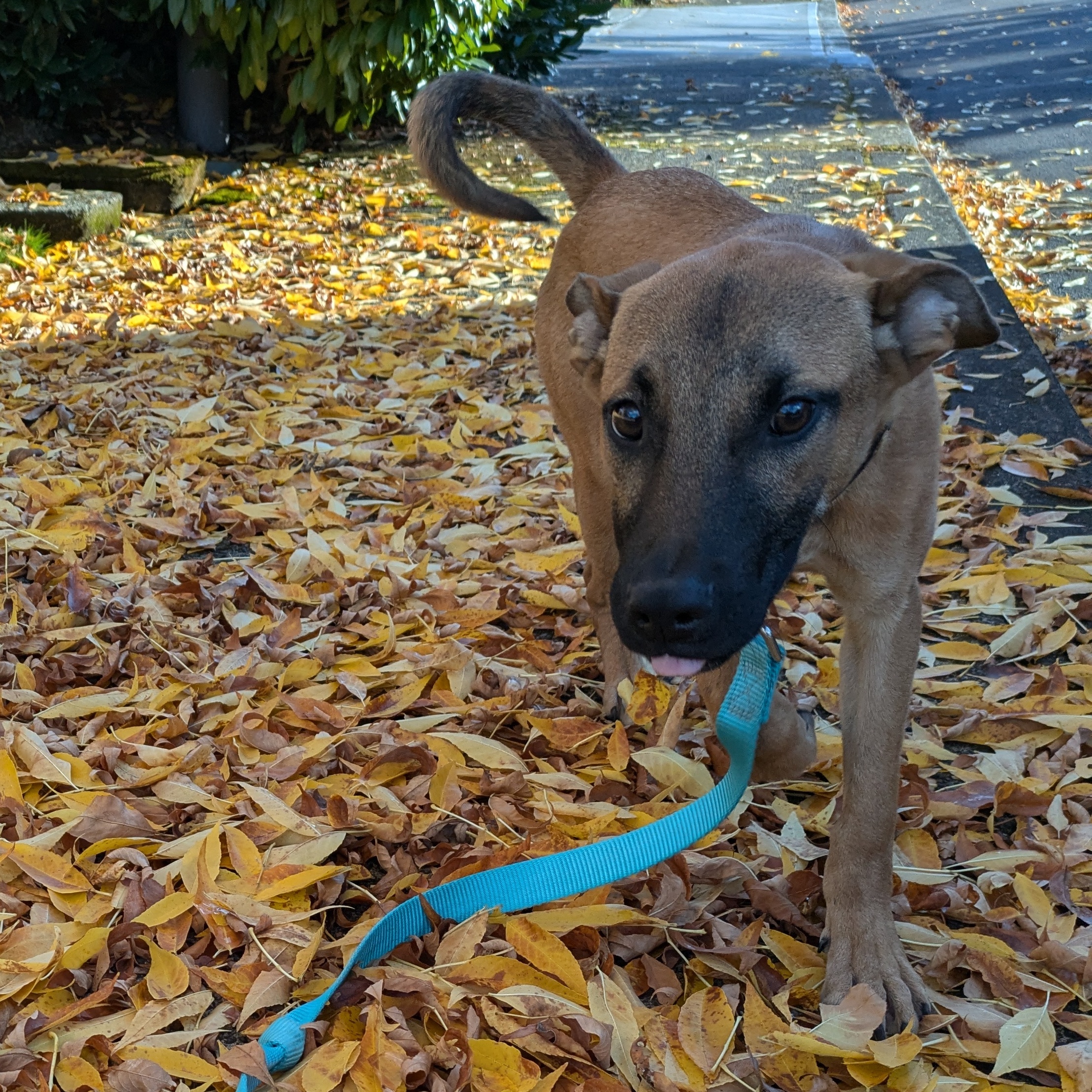 Bambi, Adoptable, Young Male Hound.