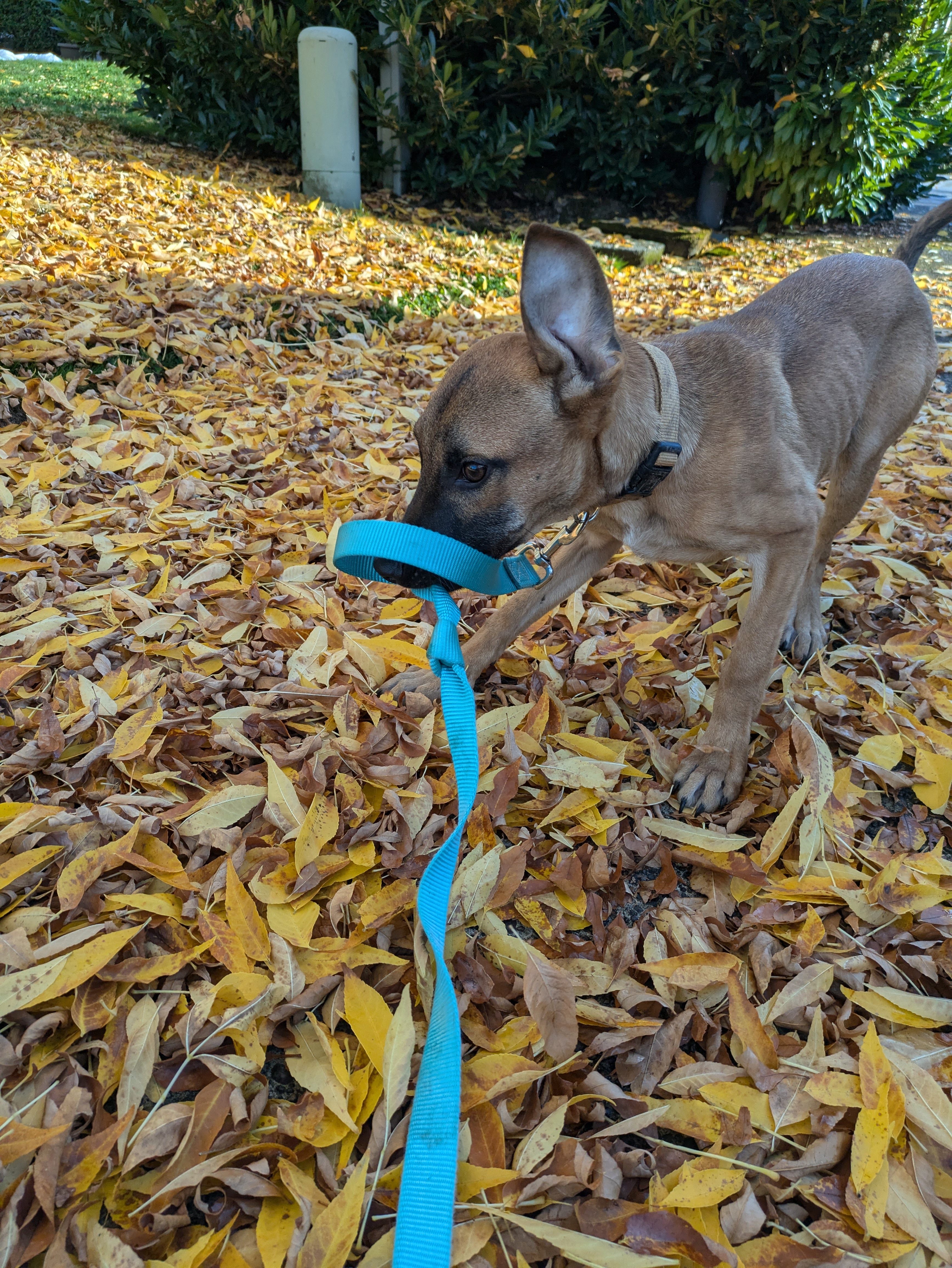 Bambi, a Adoptable mixed breed in Tigard, OR image 2/4