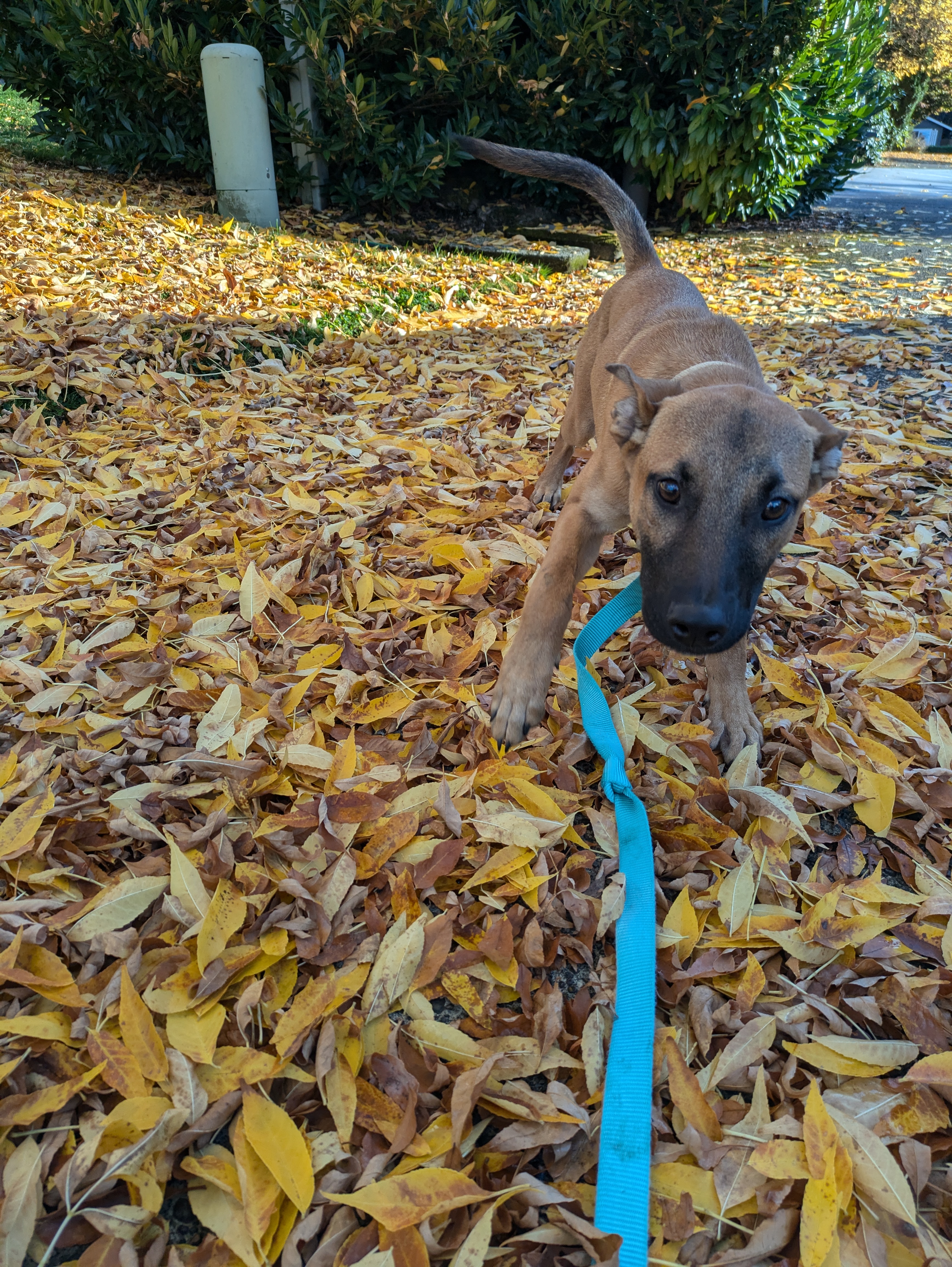 Bambi, a Adoptable mixed breed in Tigard, OR image 4/4
