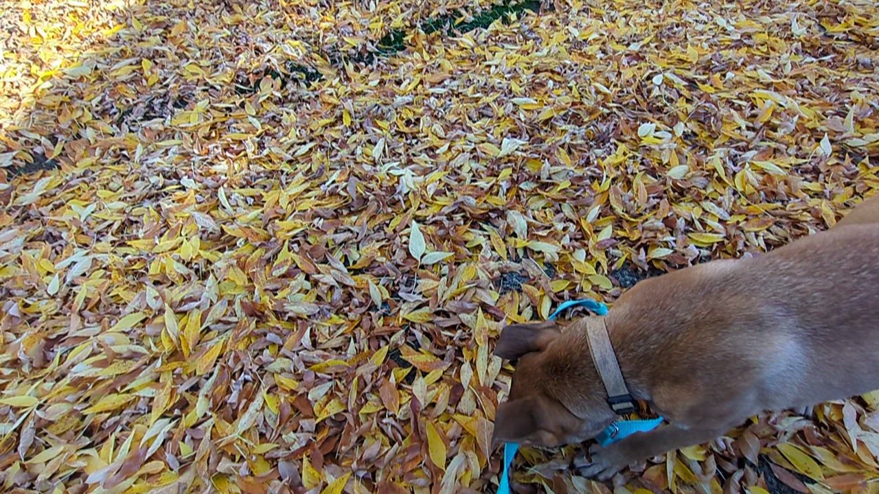 Enlarge Bambi, a Adoptable mixed breed in Tigard, OR video 3/4