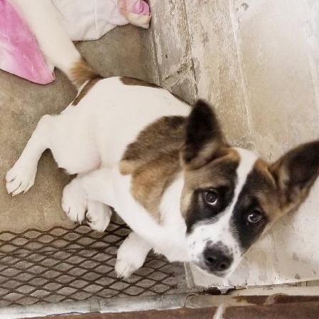 JUNIPER, a Adoptable mixed breed in Seymour, IN image 3/3