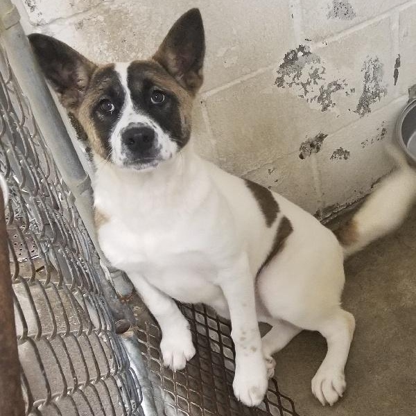 JUNIPER, Adoptable, Puppy Female Akita.