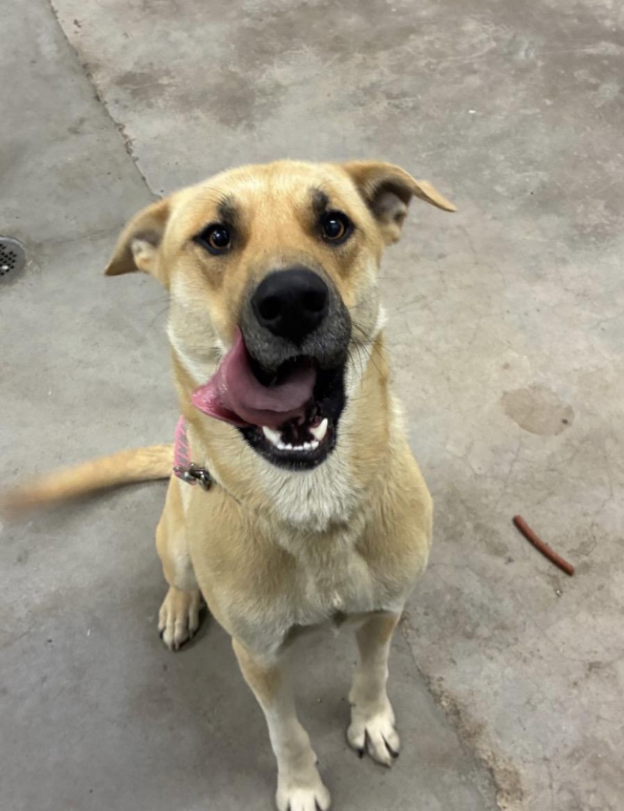 Odin, a ADOPTABLE mixed breed in Junction City, KY image 2/5