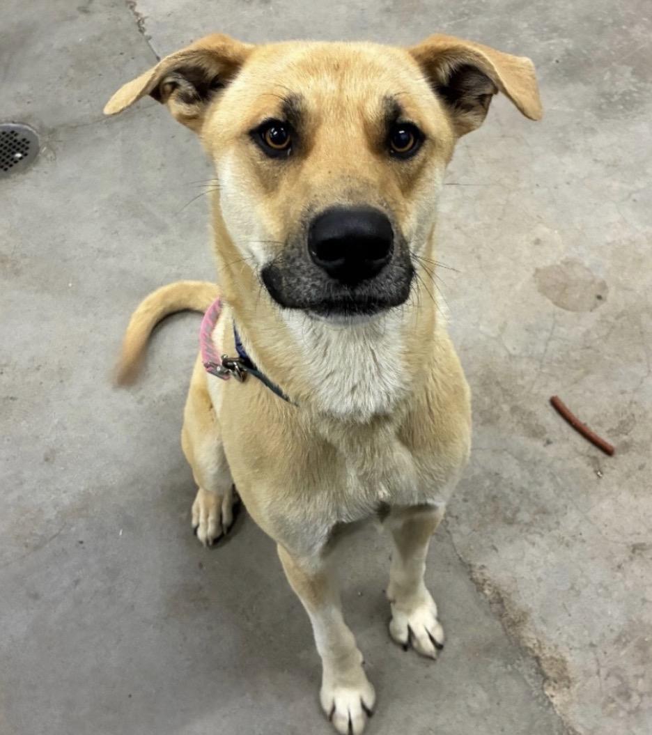 Odin, a ADOPTABLE mixed breed in Junction City, KY image 5/5
