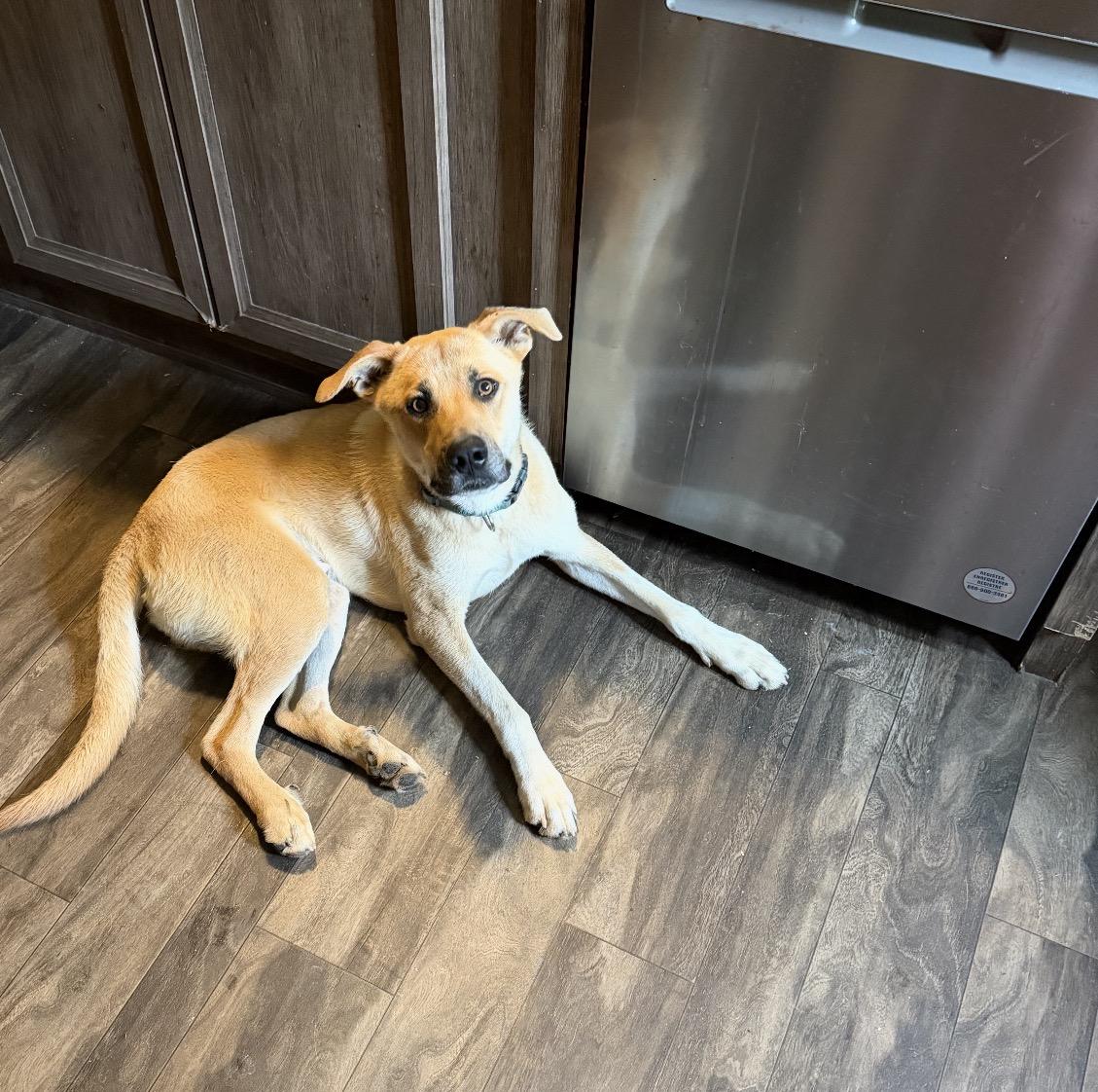 Odin, a ADOPTABLE mixed breed in Junction City, KY image 3/5