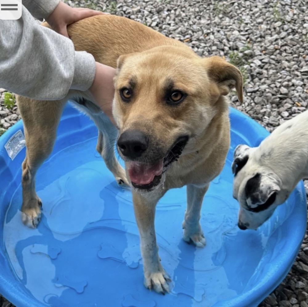 Odin, a ADOPTABLE mixed breed in Junction City, KY image 1/5
