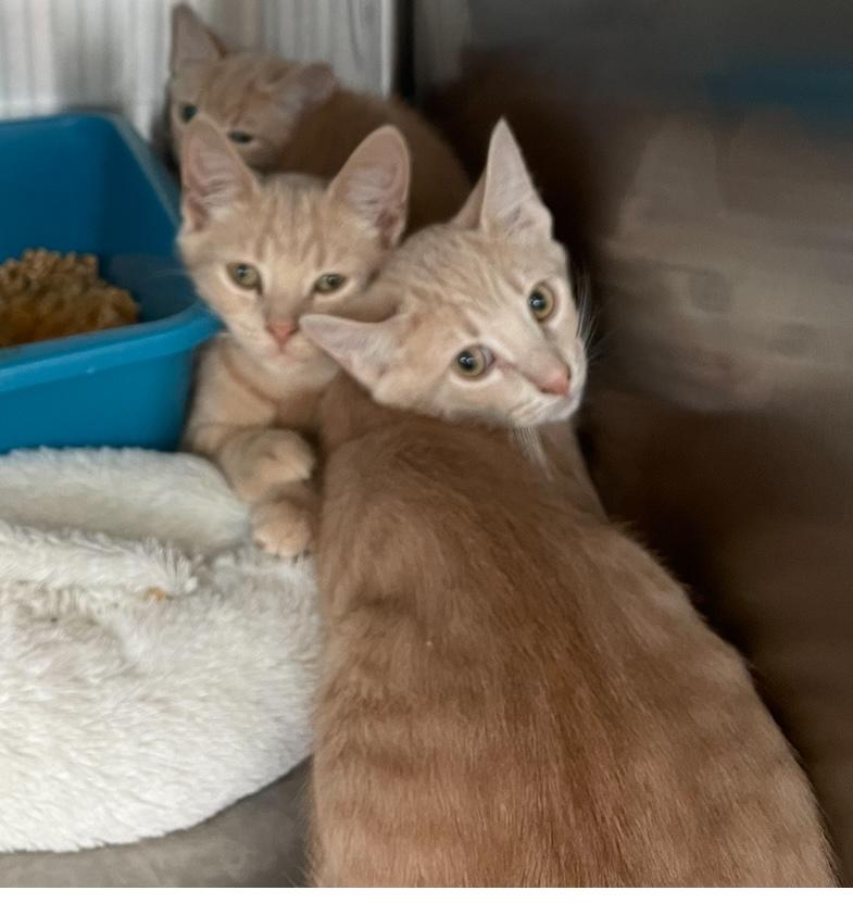 Enlarge Athos & Aramis, a Adoptable Domestic Short Hair in Cincinnati, OH image 4/6