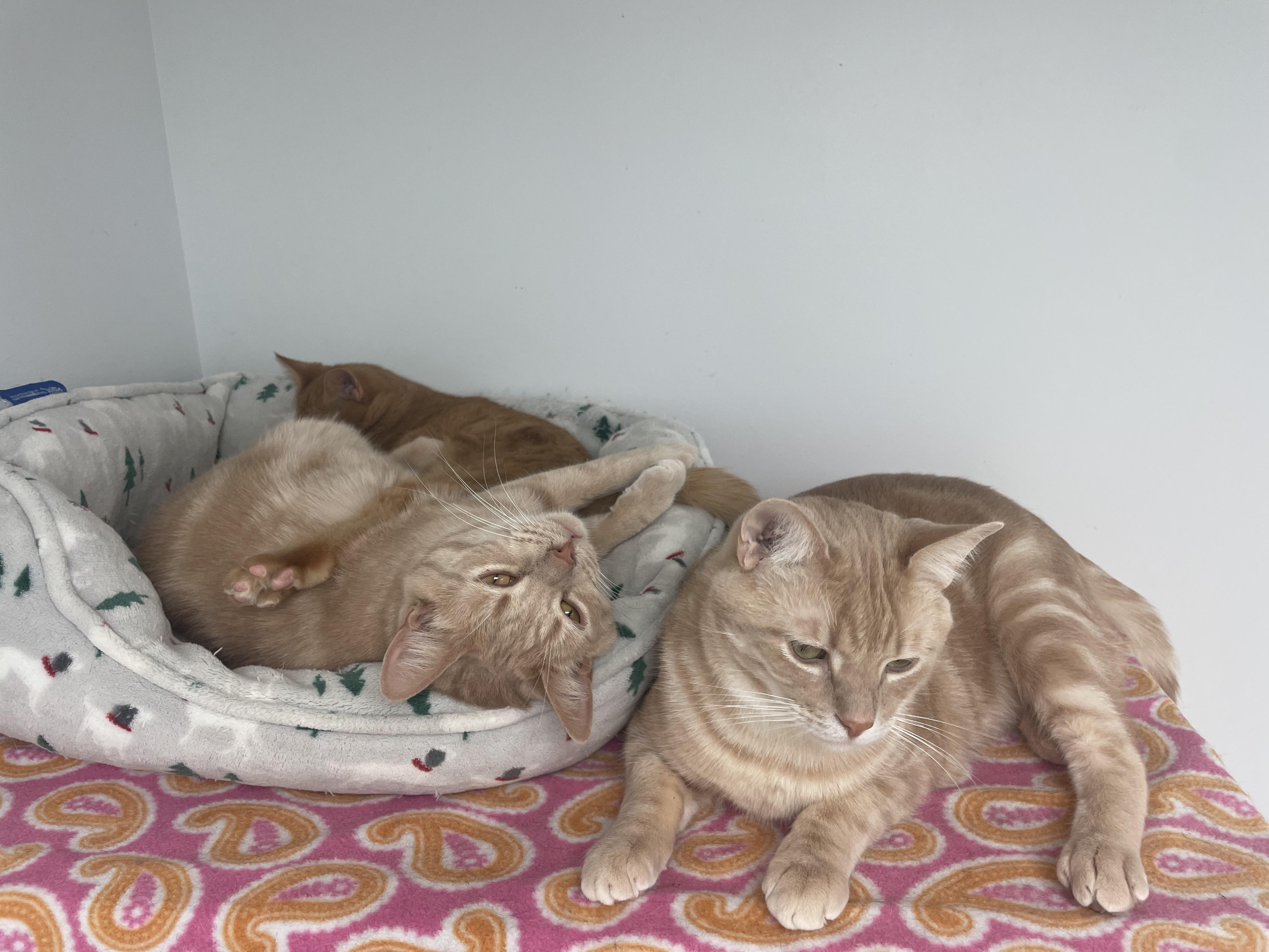 Enlarge Athos & Aramis, a Adoptable Domestic Short Hair in Cincinnati, OH image 6/6