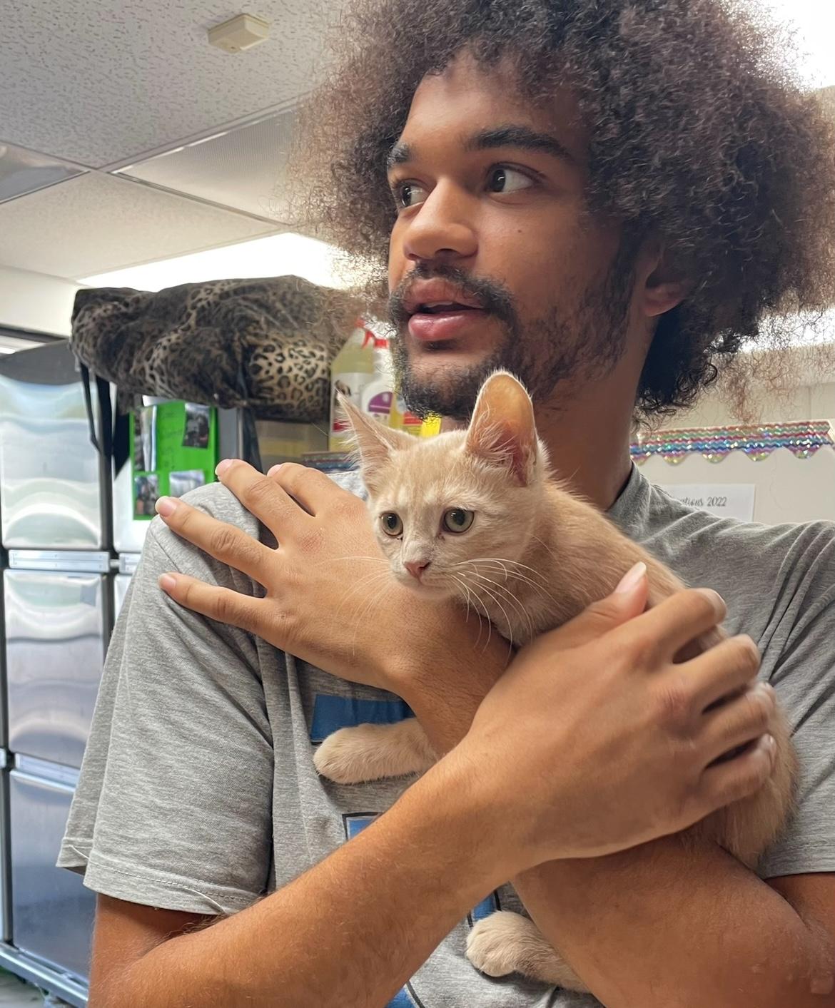 Enlarge Athos & Aramis, a Adoptable Domestic Short Hair in Cincinnati, OH image 3/6