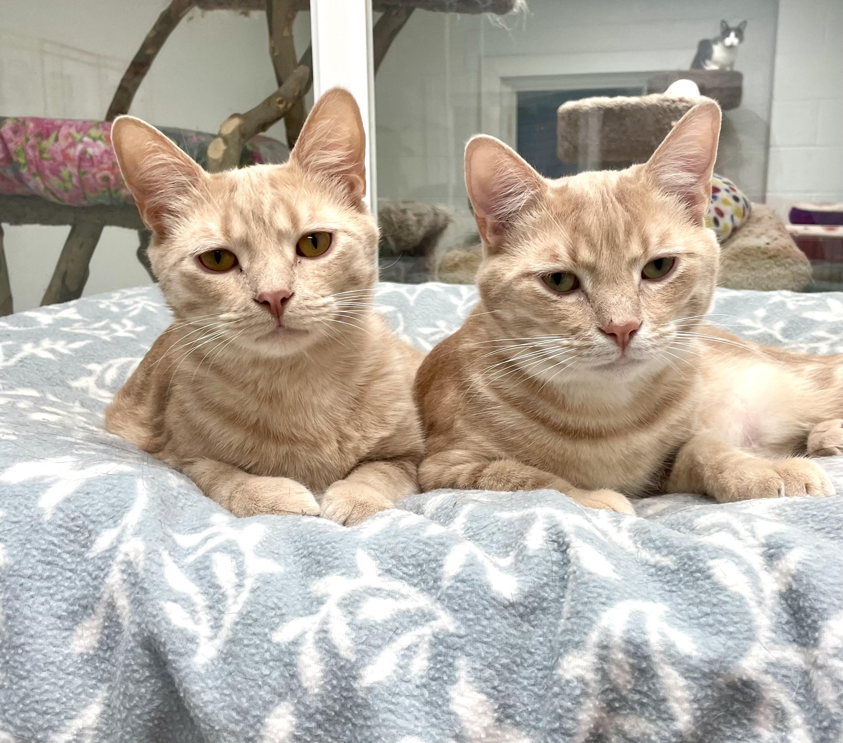 Athos & Aramis, Adoptable, Adult Male Domestic Short Hair.