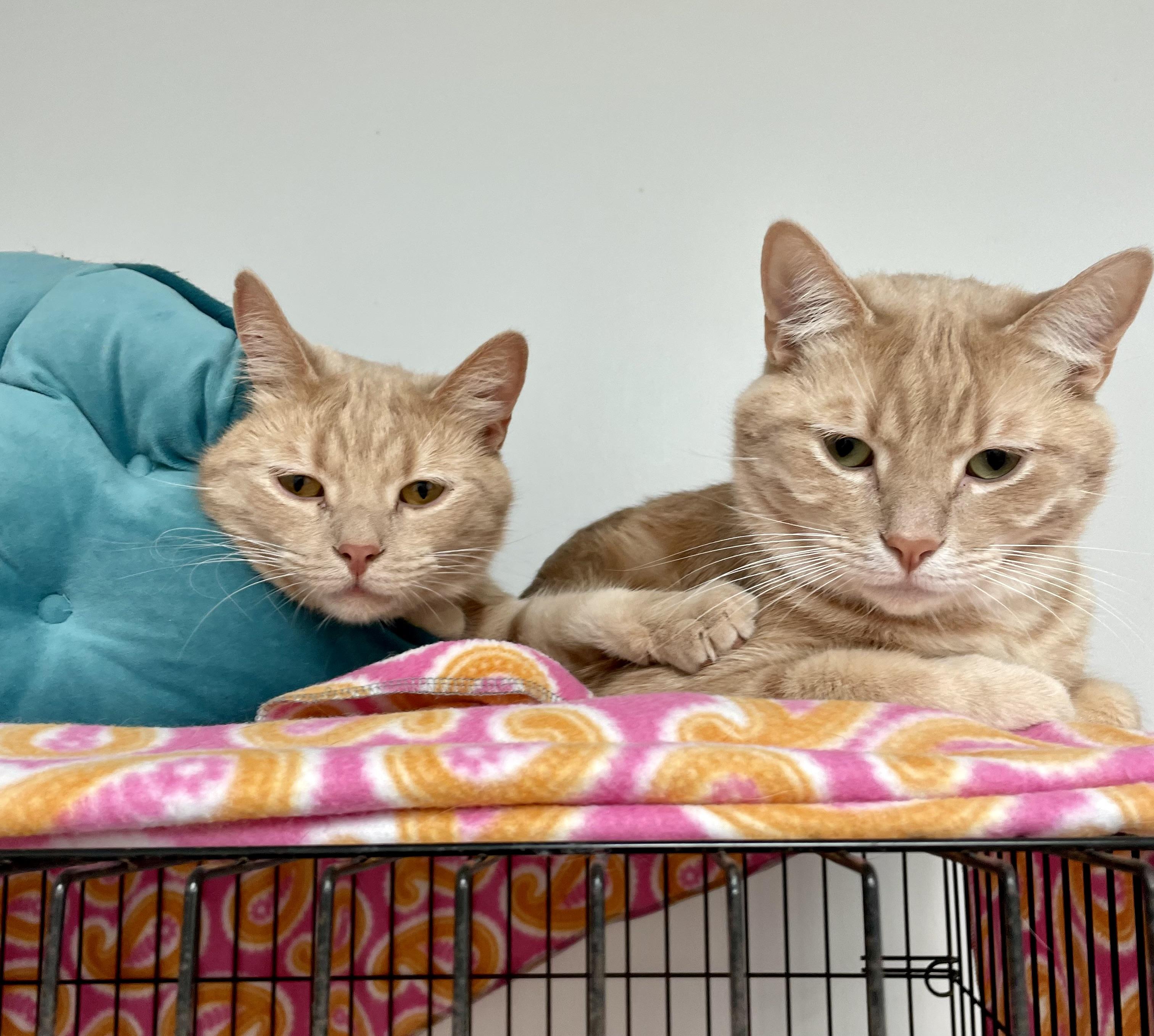 Enlarge Athos & Aramis, a Adoptable Domestic Short Hair in Cincinnati, OH image 2/6