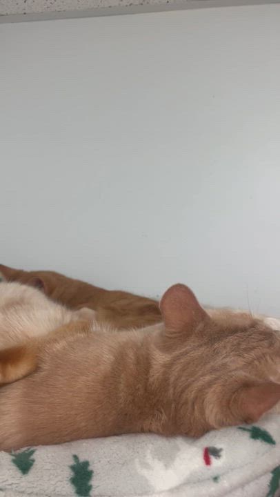 Enlarge Athos & Aramis, a Adoptable Domestic Short Hair in Cincinnati, OH video 5/6