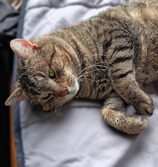 Enlarge Gustav, a Adoptable Domestic Short Hair image 1/1