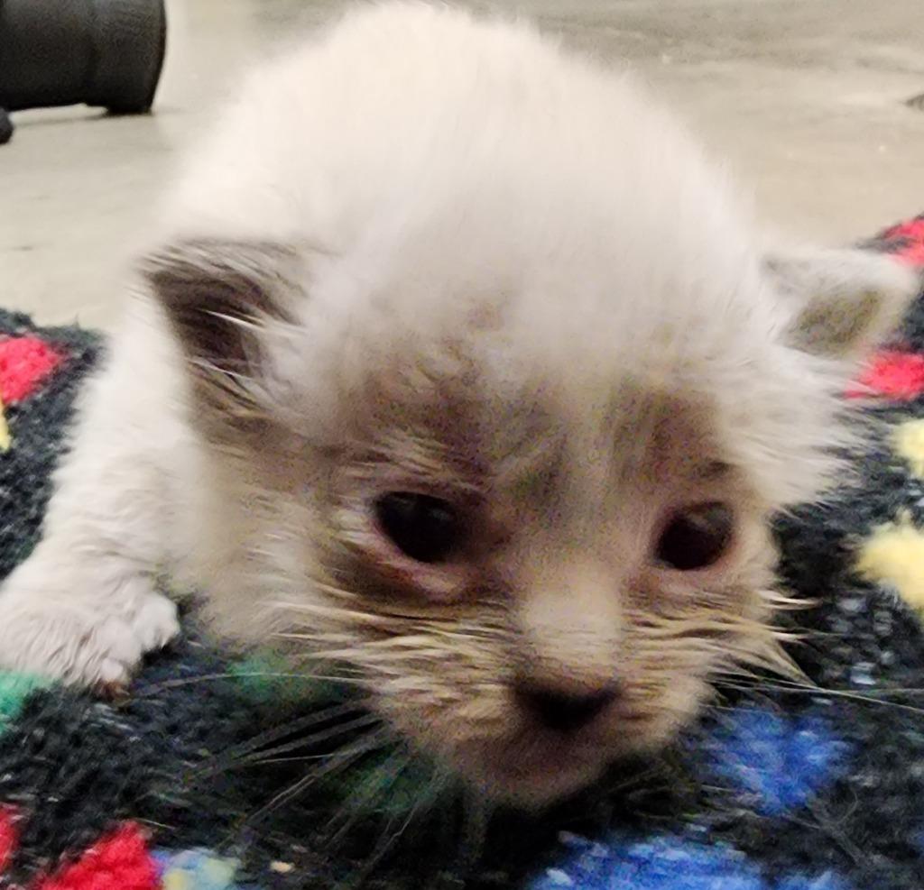 Bart, a Adopted mixed breed in Gold Beach, OR image 1/2