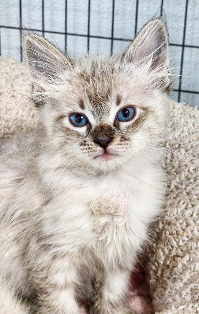 Bart, a Adopted mixed breed in Gold Beach, OR image 2/2