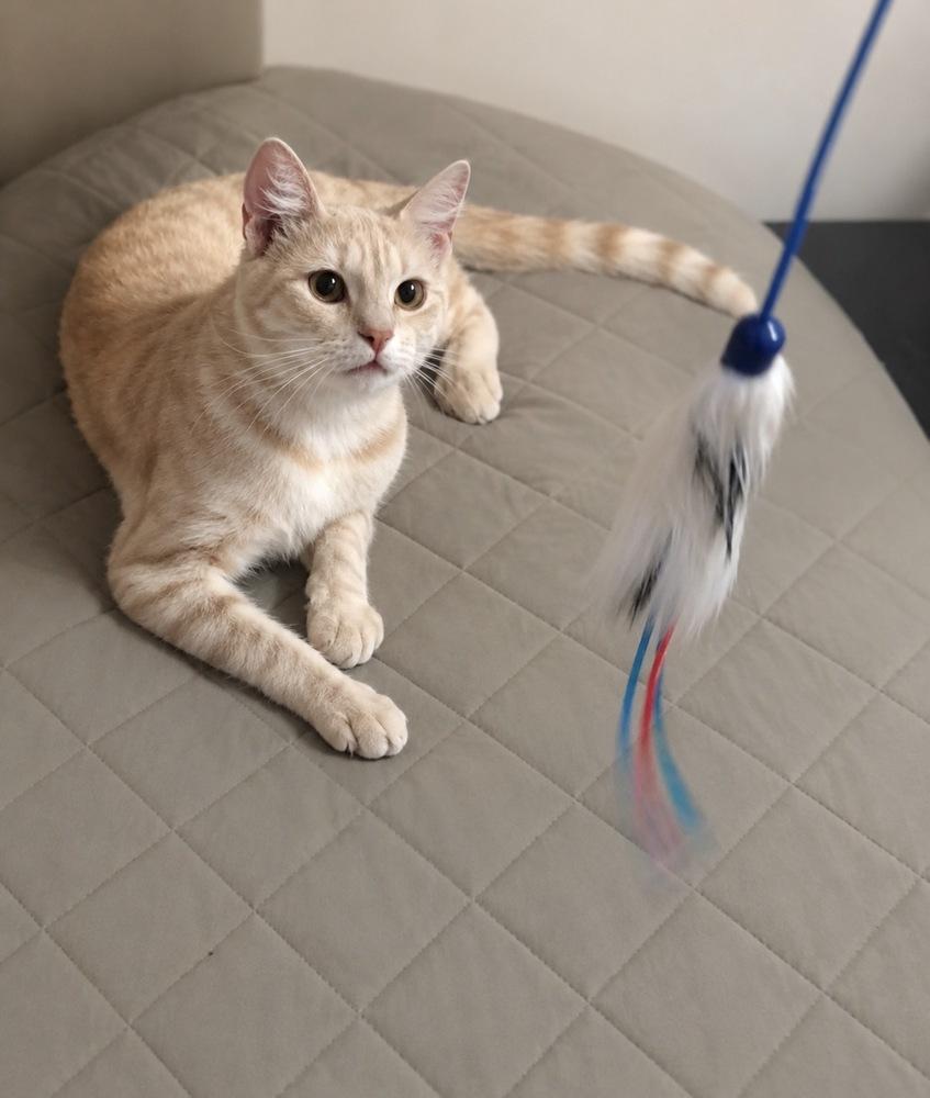 Turi (Klaus), Adoptable, Adult Female Domestic Short Hair.