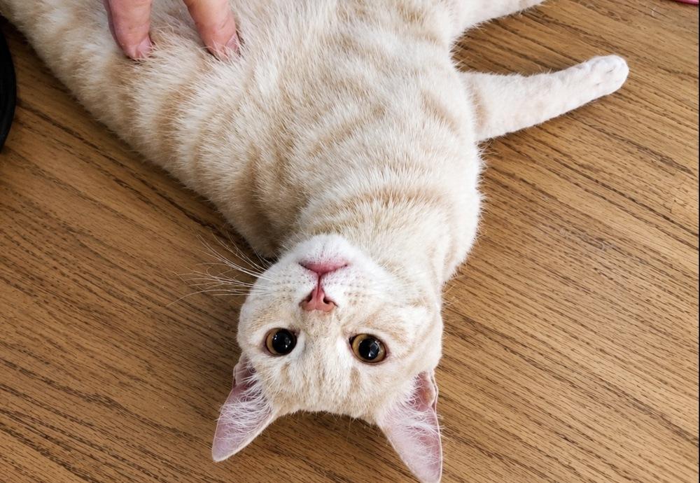 Turi (Klaus), a Adoptable Domestic Short Hair in Bonita, CA image 2/6