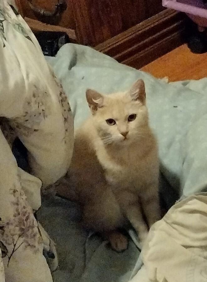 Turi (Klaus), Adoptable, Adult Female Domestic Short Hair.