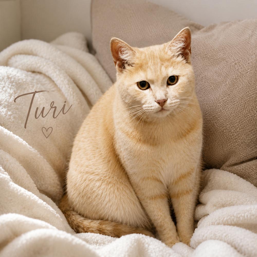 Turi (Klaus), a Adoptable Domestic Short Hair in Bonita, CA image 6/6