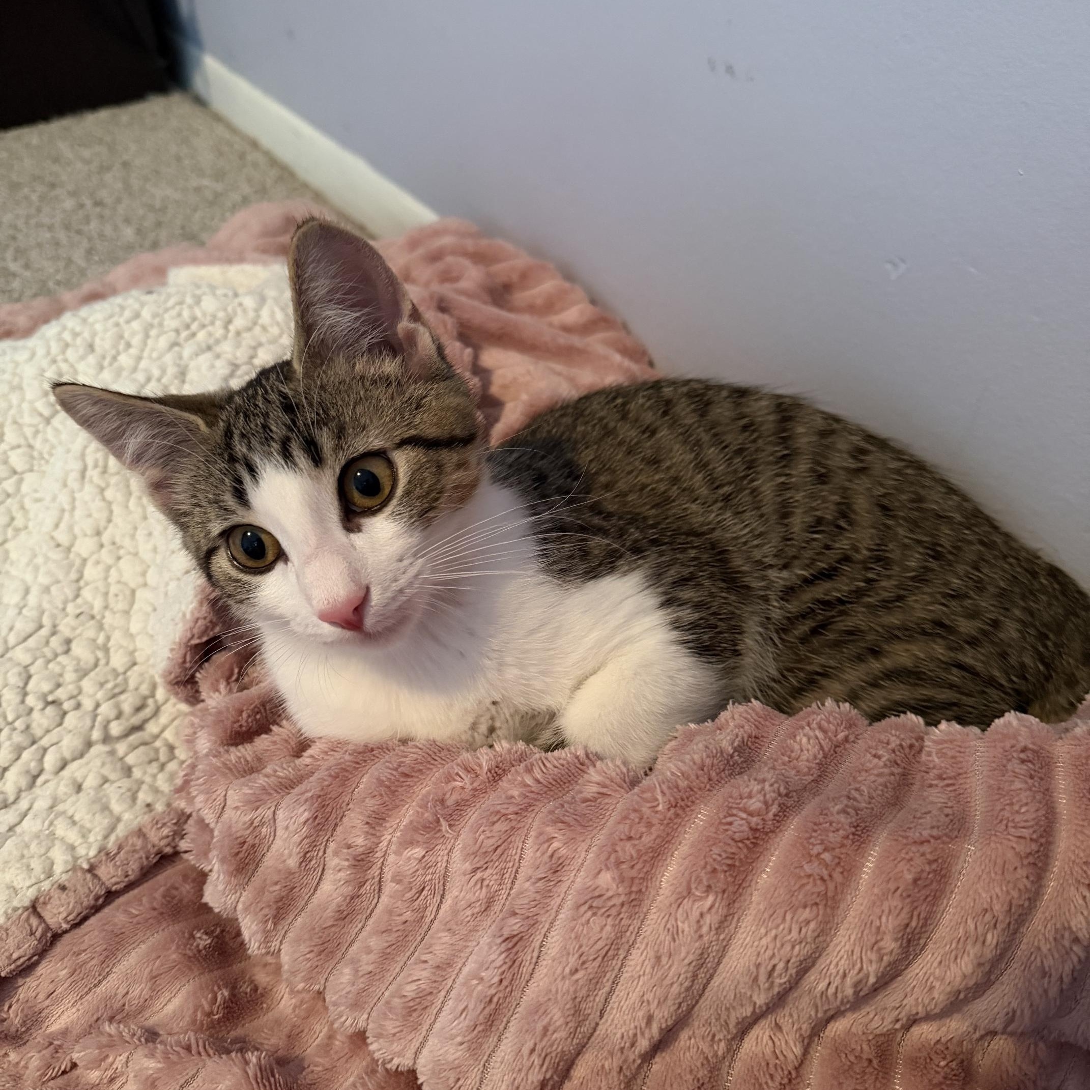 Enlarge Zeus, a Adoptable Domestic Short Hair in Sterling Heights, MI image 2/2