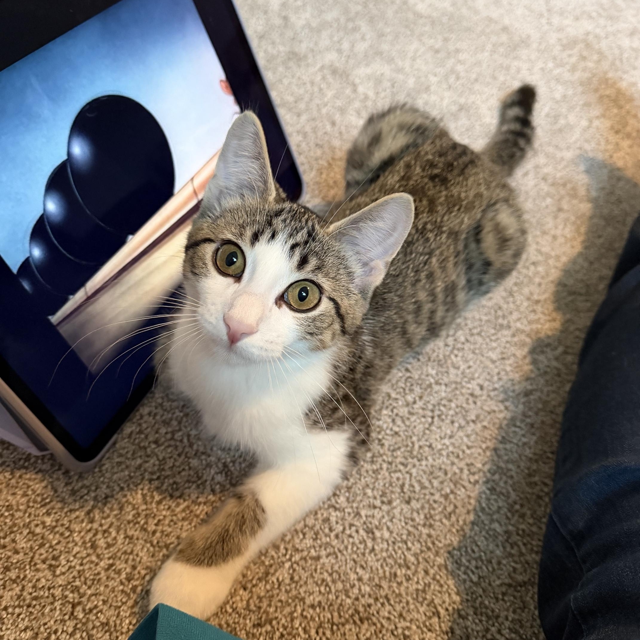 Enlarge Zeus, a Adoptable Domestic Short Hair in Sterling Heights, MI image 1/2