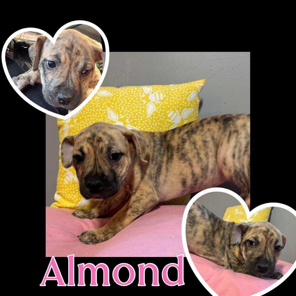 Enlarge Almond, a Adoptable mixed breed in Charlotte, MI image 1/2