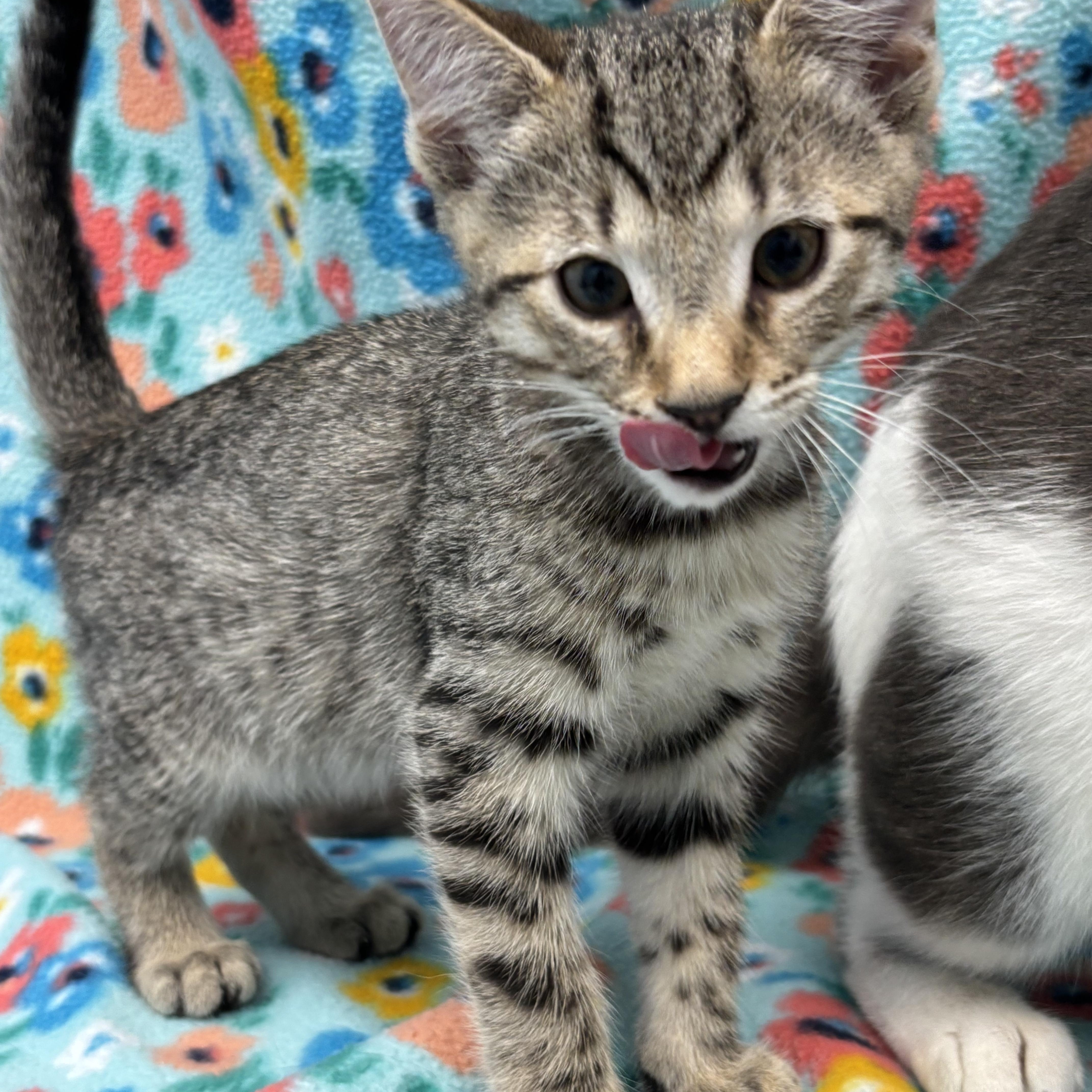 Waldorf, a Adoptable Domestic Short Hair in Bear, DE image 4/5