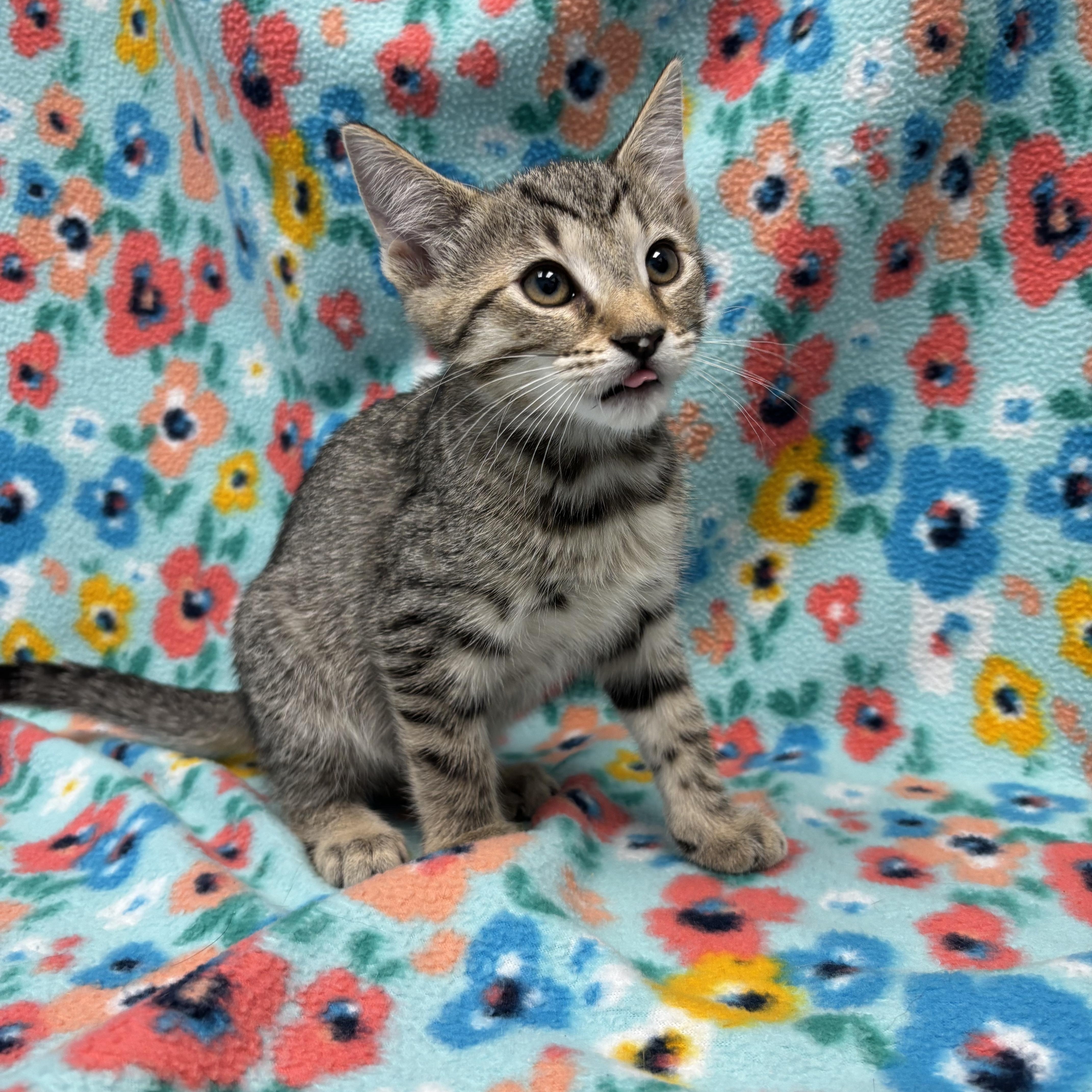 Waldorf, a Adoptable Domestic Short Hair in Bear, DE image 5/5