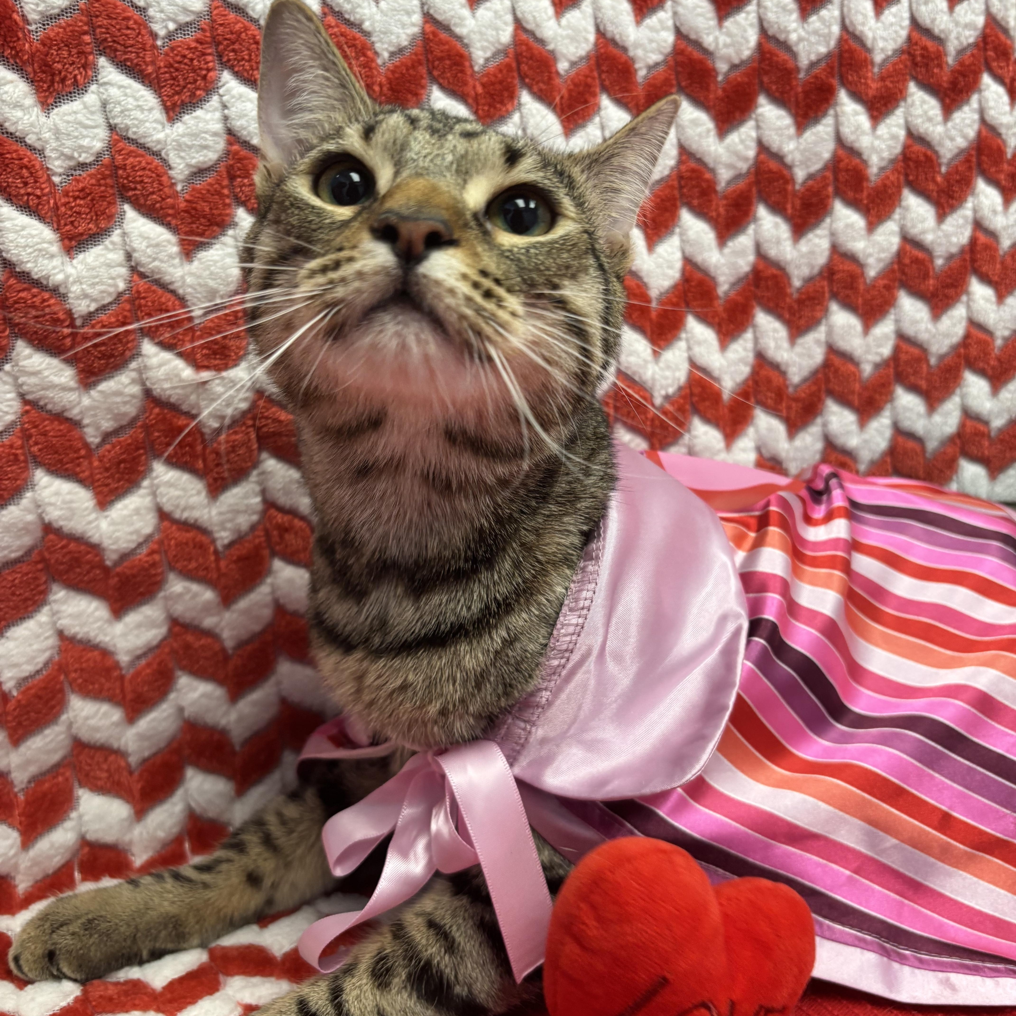 Waldorf, a Adoptable Domestic Short Hair in Bear, DE image 2/5