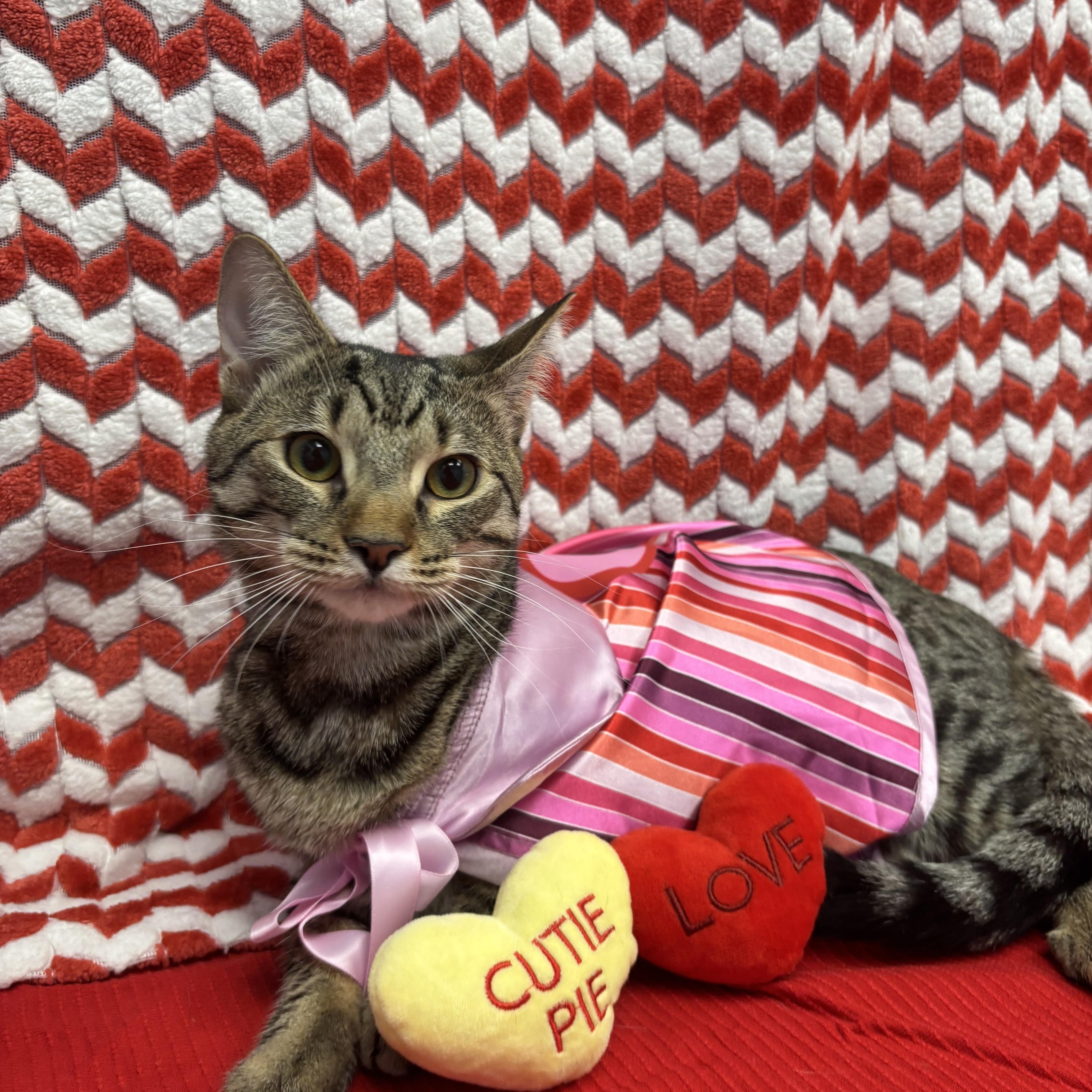 Waldorf, Adoptable, Kitten Female Domestic Short Hair.