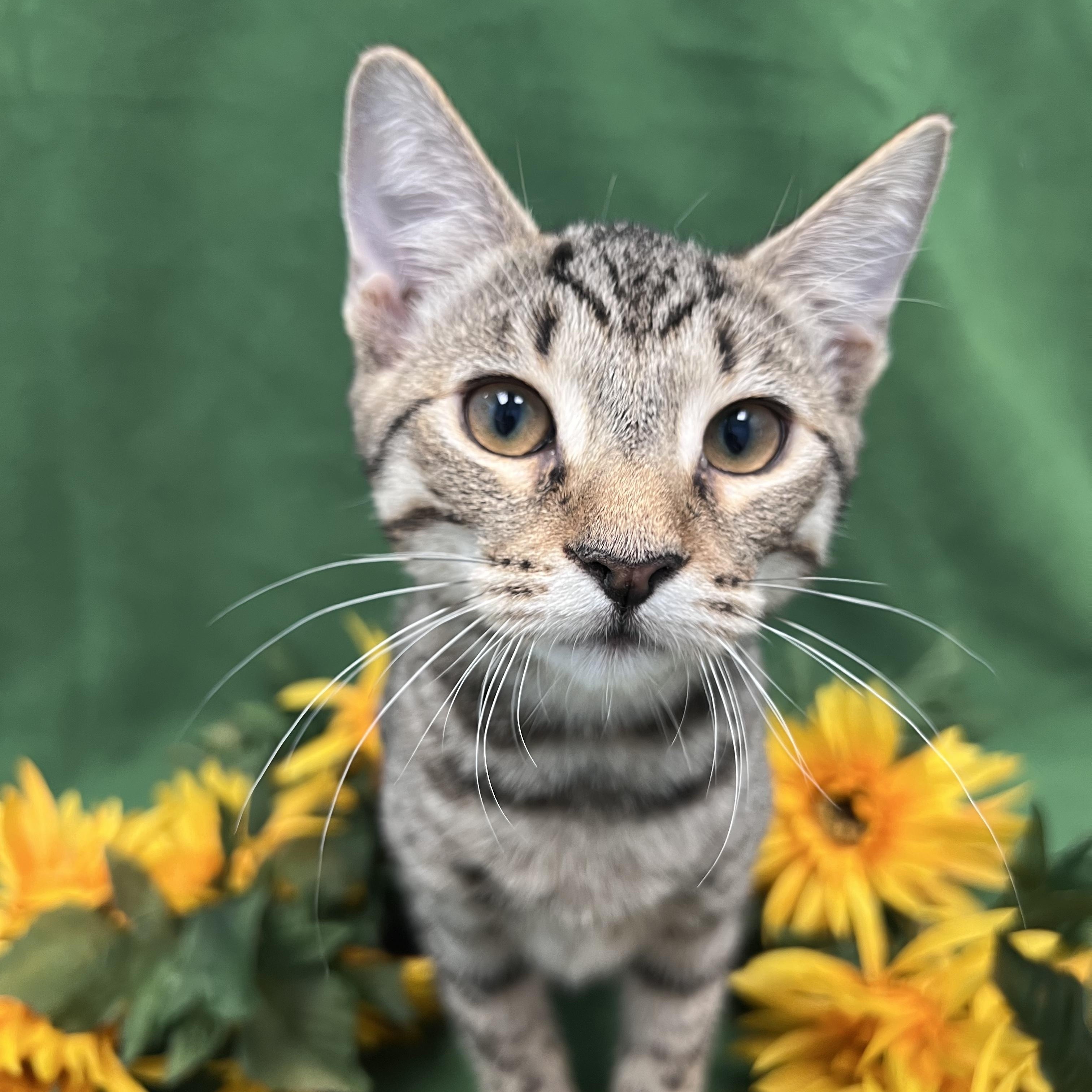Waldorf, a Adoptable Domestic Short Hair in Bear, DE image 1/5