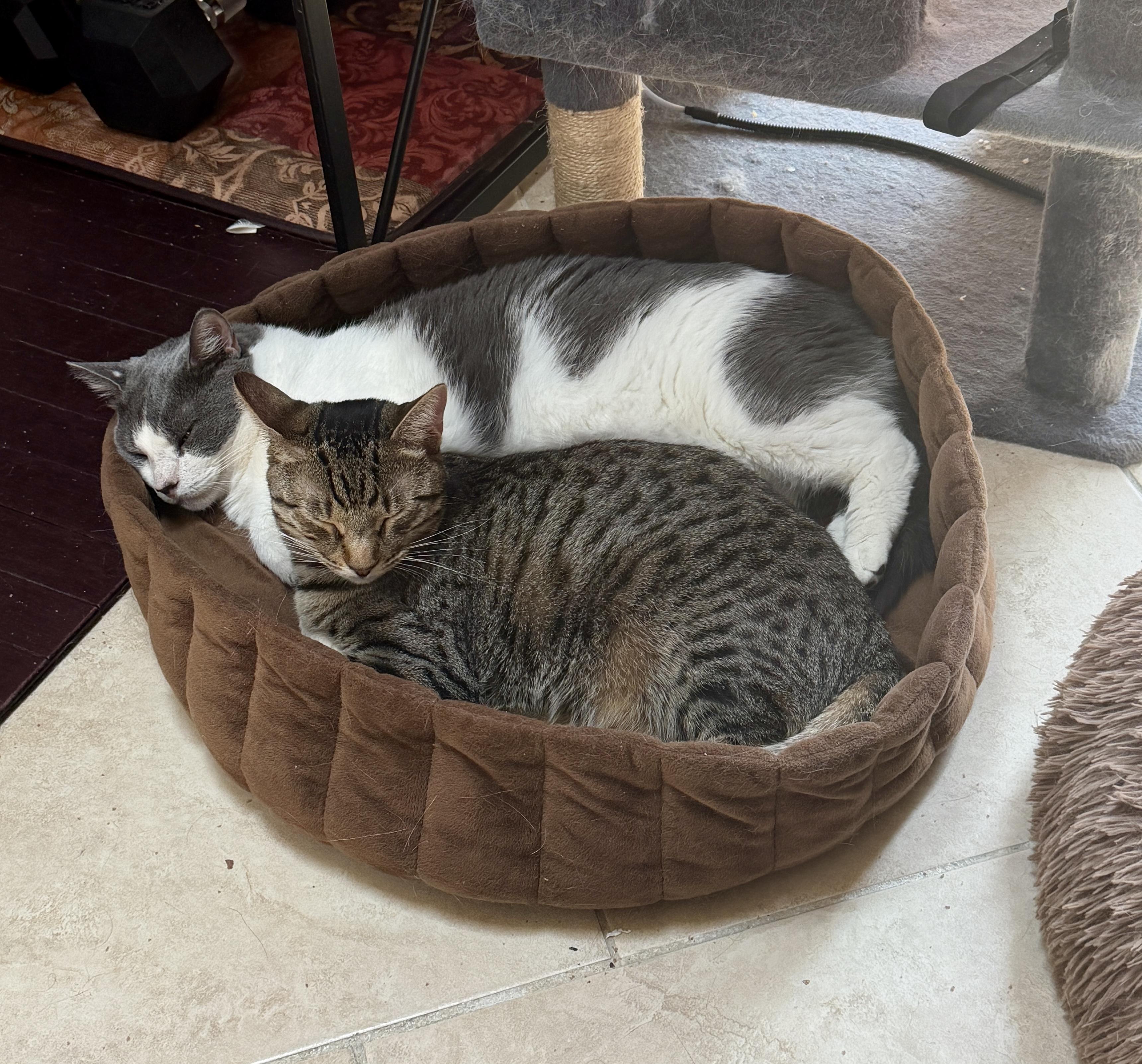 Waldorf, Adoptable, Kitten Female Domestic Short Hair.