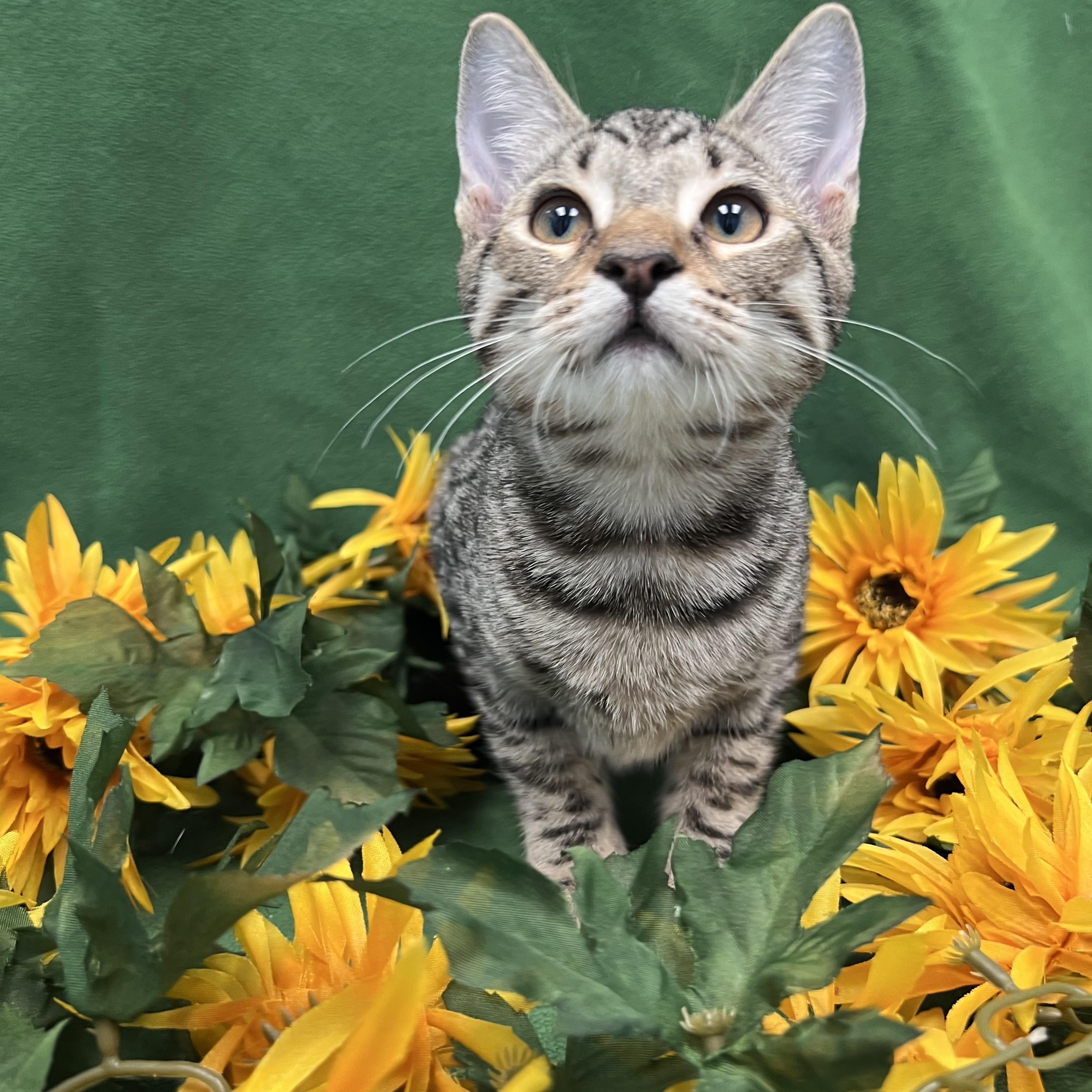 Waldorf, a Adoptable Domestic Short Hair in Bear, DE image 2/5