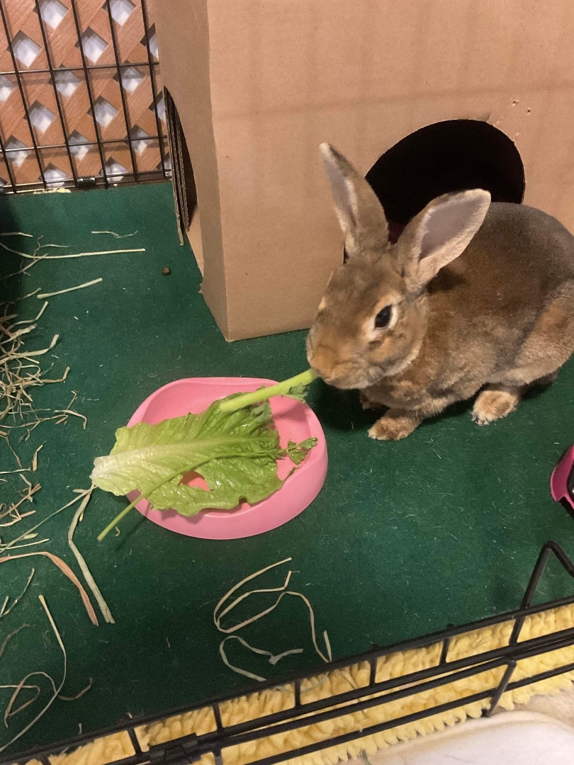 Enlarge Sammy, a Adopted Mini Rex in Ottawa, ON image 1/4