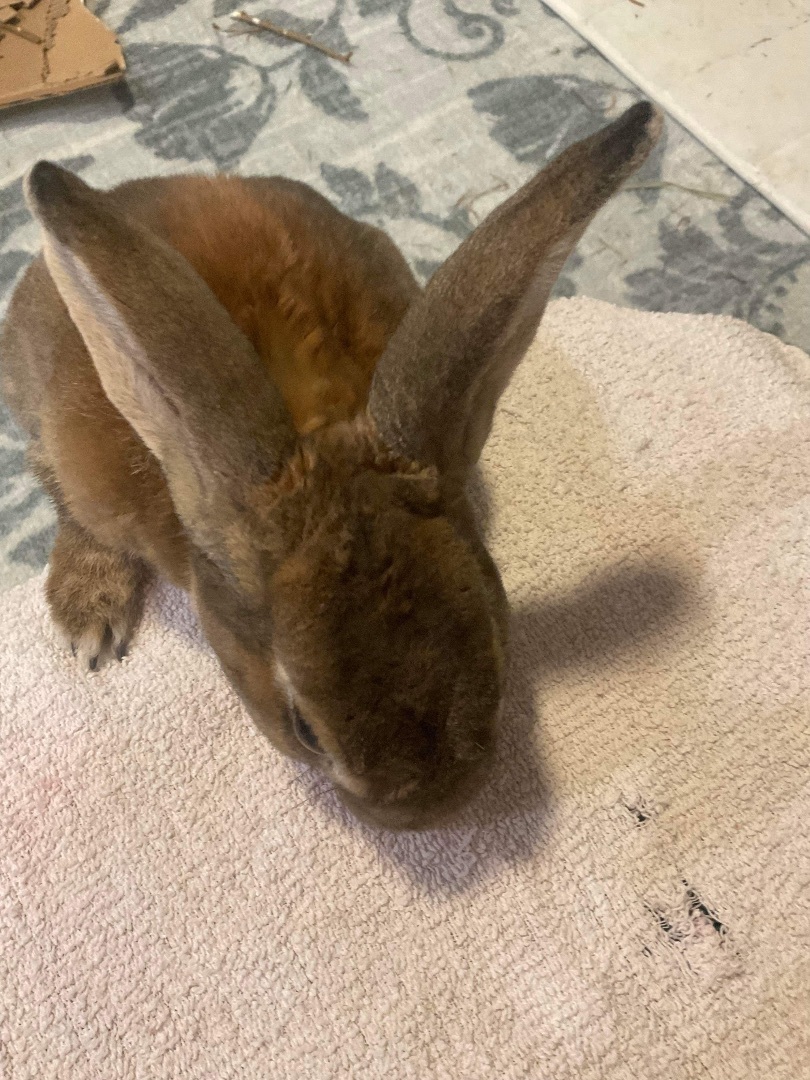 Sammy, Adopted, Adult Male Mini Rex.