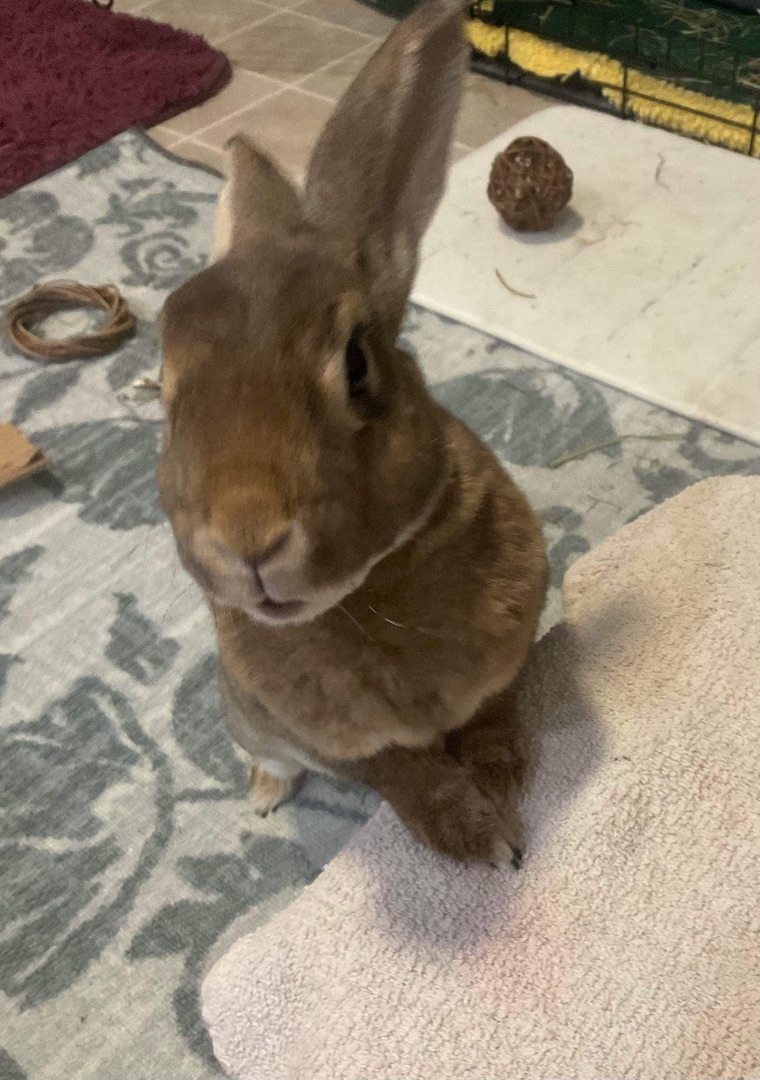 Enlarge Sammy, a Adopted Mini Rex in Ottawa, ON image 3/4