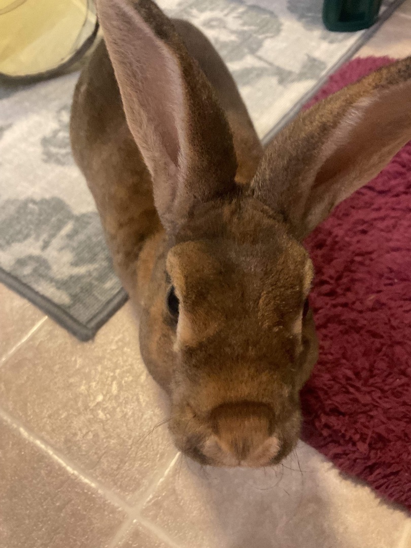 Enlarge Sammy, a Adopted Mini Rex in Ottawa, ON image 4/4