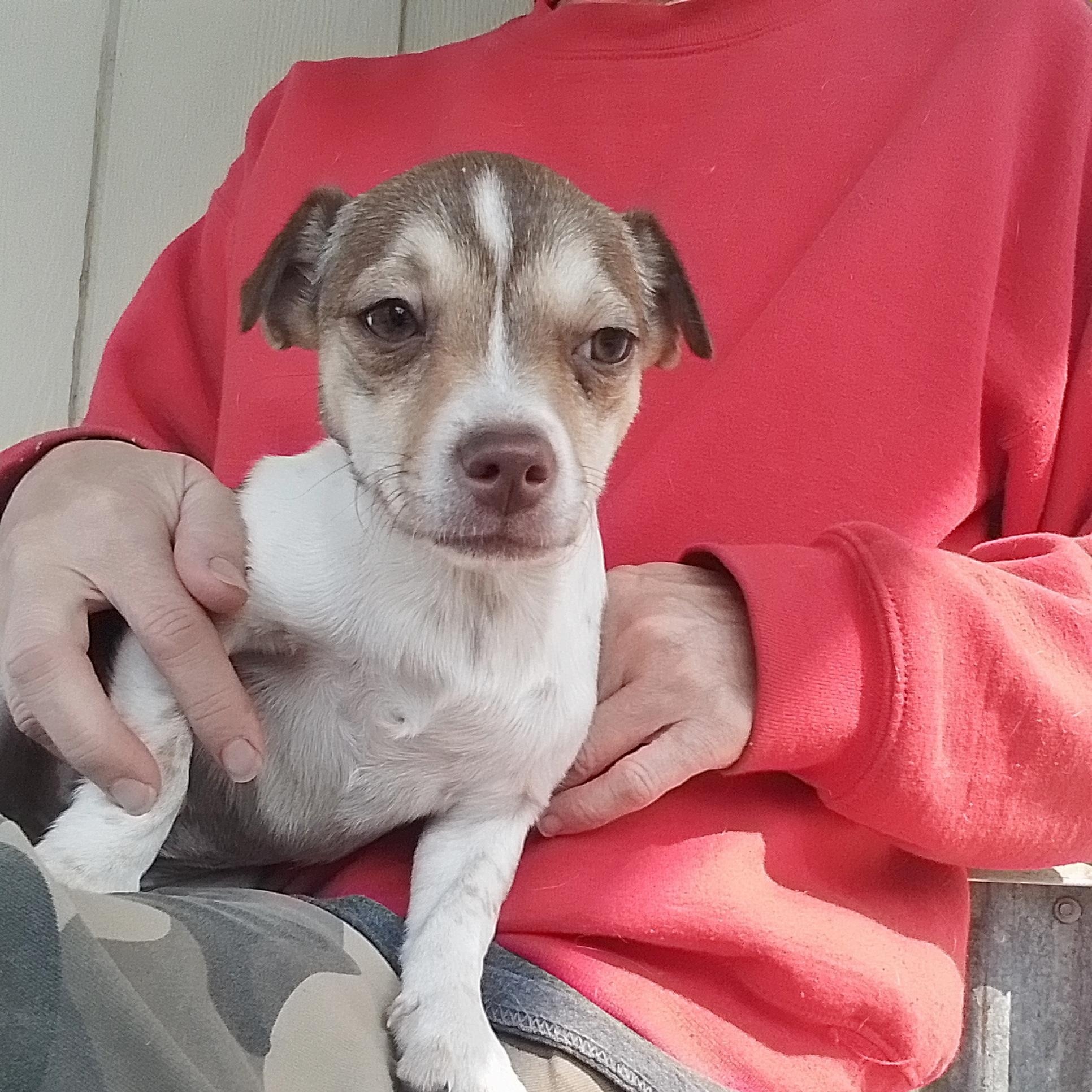 Penny, a Adoptable mixed breed in Olympia, WA image 3/6