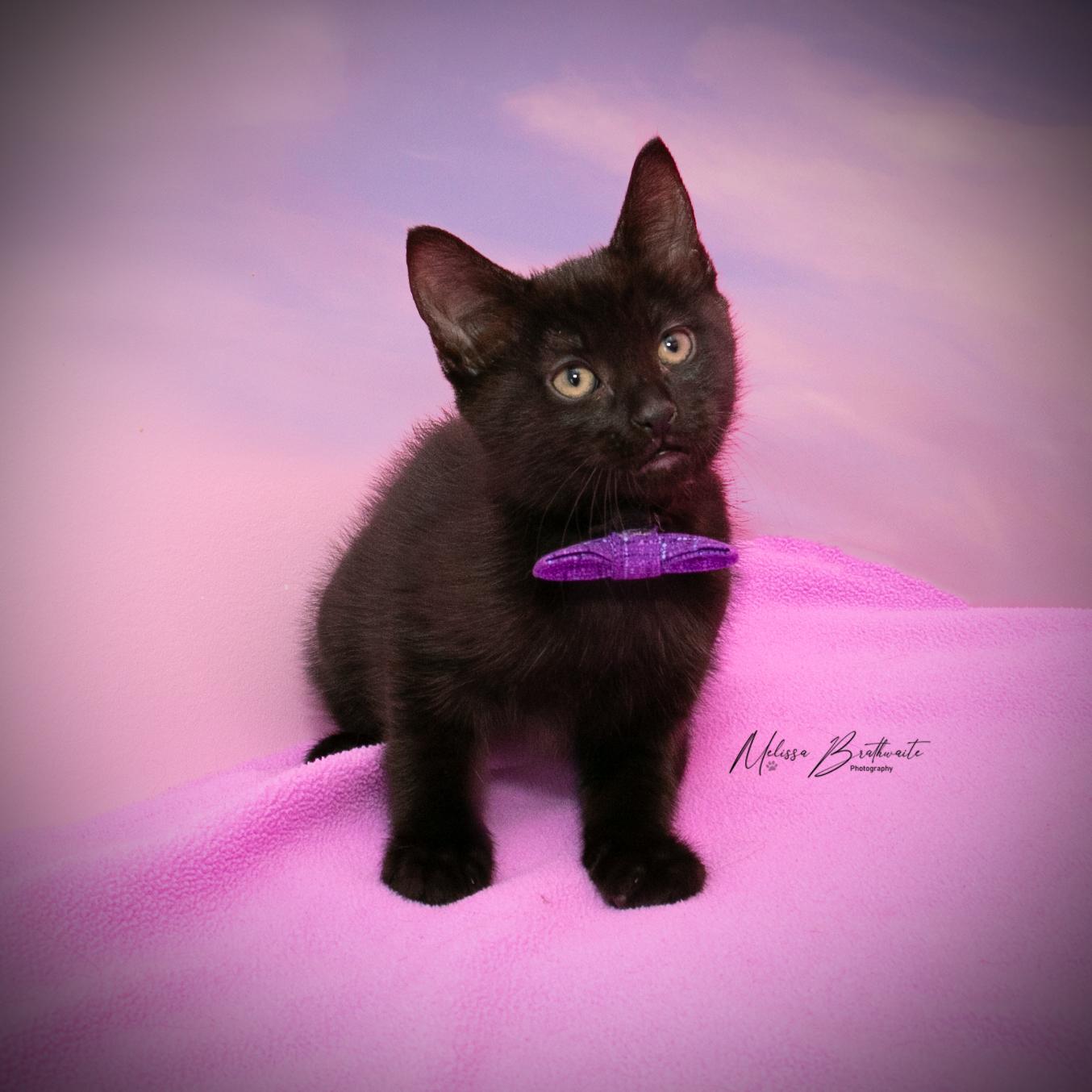 Pugsley, a Adoptable Domestic Short Hair in Calgary, AB image 2/3