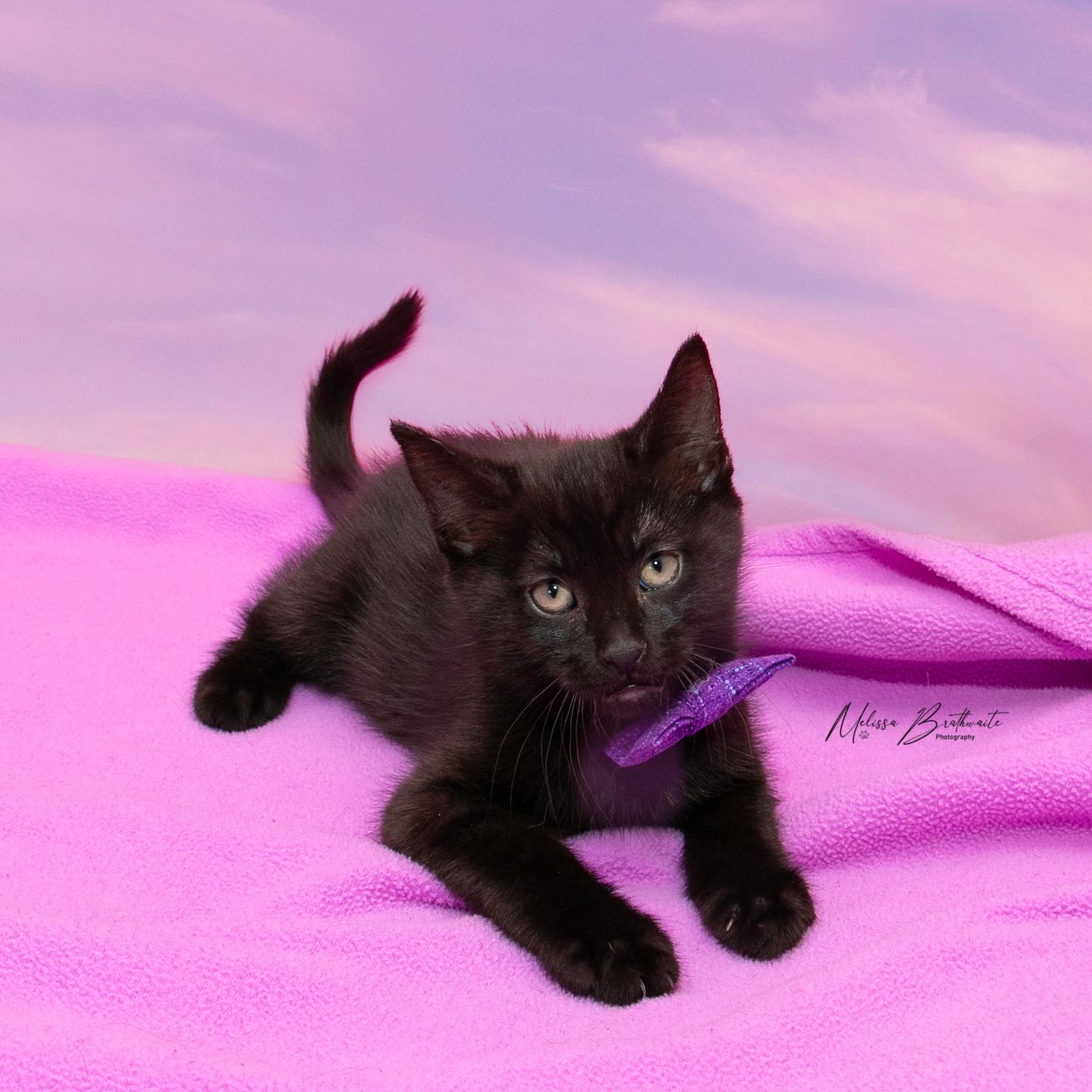 Pugsley, a Adoptable Domestic Short Hair in Calgary, AB image 3/3
