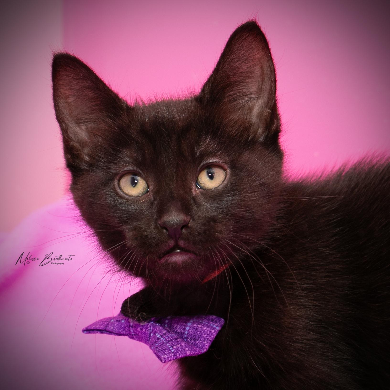 Pugsley, a Adoptable Domestic Short Hair in Calgary, AB image 1/3