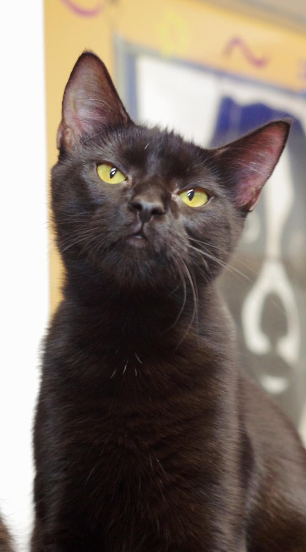 Mila, Young Female Domestic Short Hair
