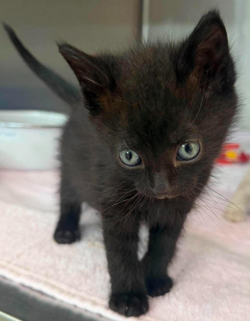 Joey, Adoptable, Kitten Male Domestic Short Hair.