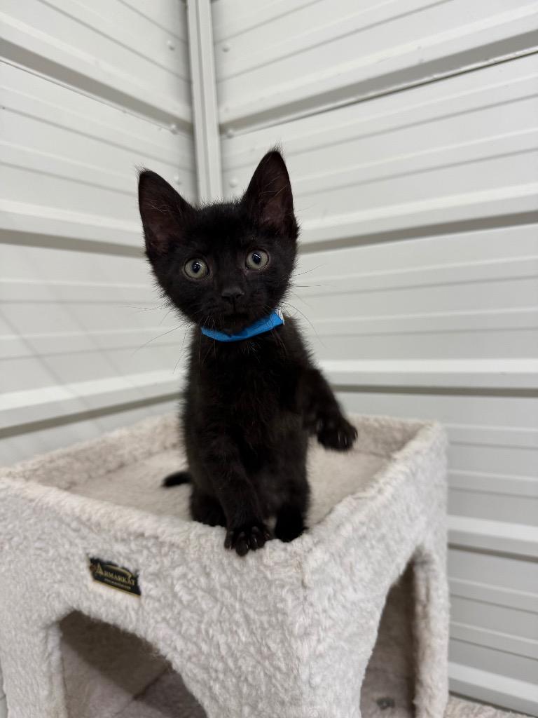 Enlarge Joey, a Adoptable mixed breed in Lagrange, IN image 4/6