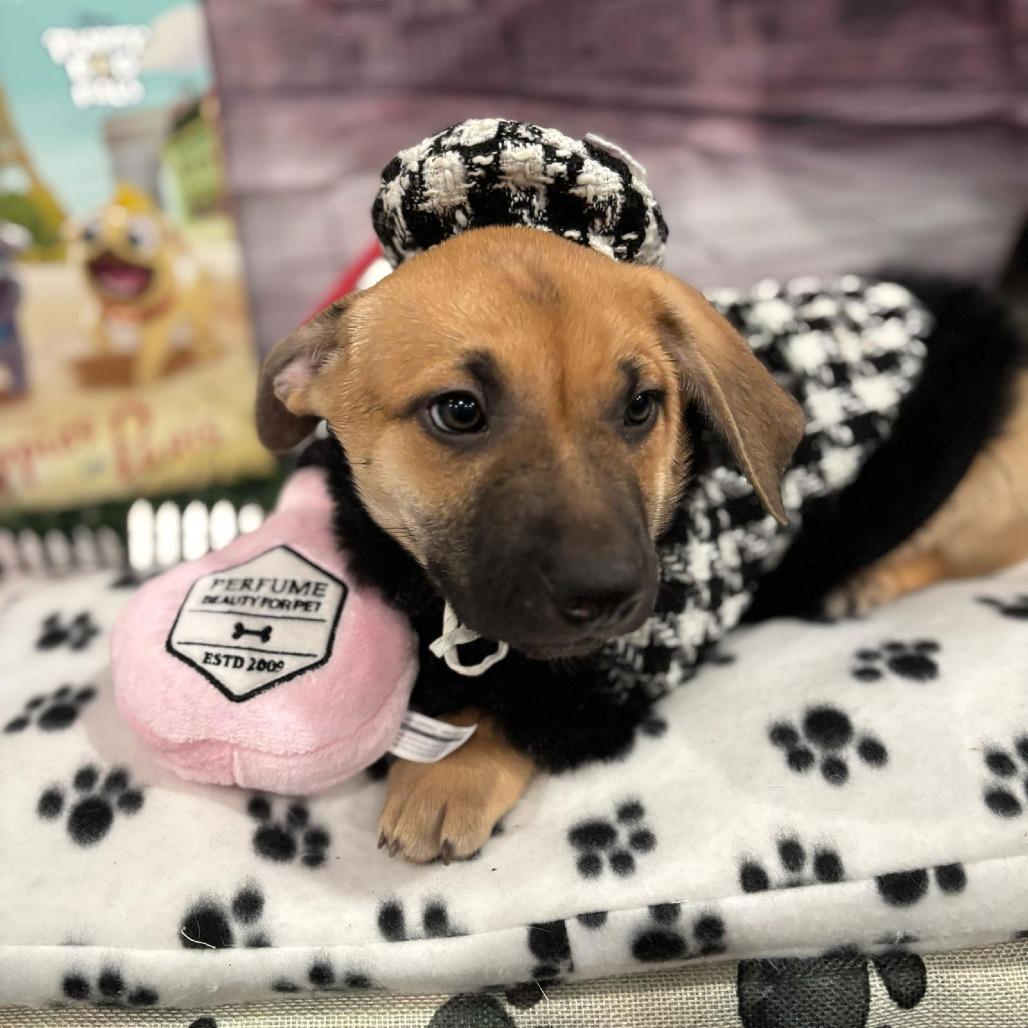 Dixie (Amicia), Adoptable, Young Female Black Mouth Cur & Mixed Breed.
