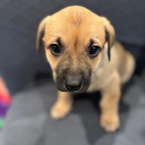 Enlarge Dixie (Amicia), a Adoptable mixed breed in Weatherford, TX image 2/6